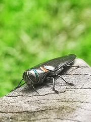 Belionota prasina