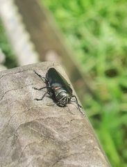 Belionota prasina