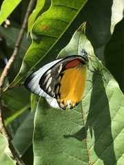 Delias descombesi