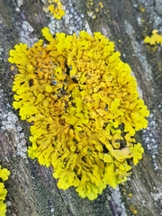 Xanthoria