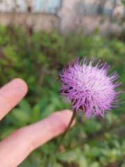 Cheirolophus burchardii