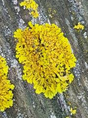 Xanthoria