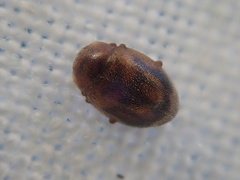 Rhyzobius chrysomeloides