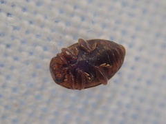 Rhyzobius chrysomeloides