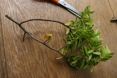 Veronica glaucophylla