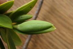 Veronica glaucophylla