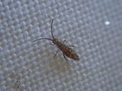 Entomobrya