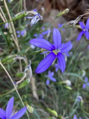 Lithotoma axillaris
