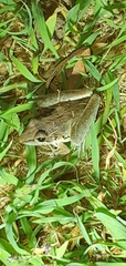 Litoria latopalmata