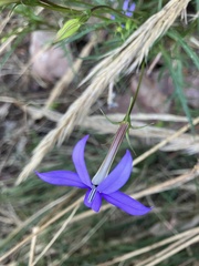 Lithotoma axillaris