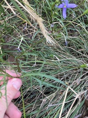 Lithotoma axillaris