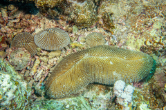 Ctenactis crassa