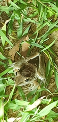 Litoria latopalmata