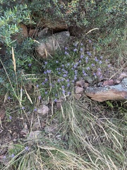 Lithotoma axillaris