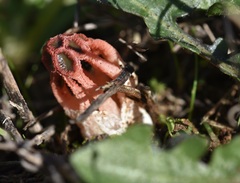 Colus hirudinosus