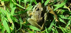 Litoria latopalmata