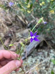 Lithotoma axillaris