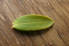 Veronica glaucophylla