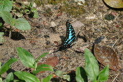 Graphium policenes