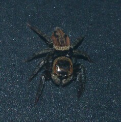 Hasarius adansoni