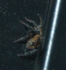 Hasarius adansoni