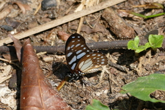 Graphium leonidas