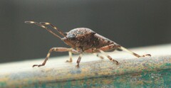 Eocanthecona furcellata