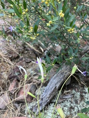 Lithotoma axillaris