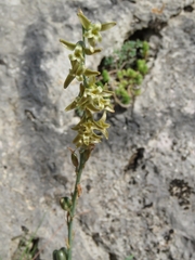 Dipcadi serotinum