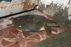 Lissemys punctata