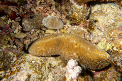 Ctenactis crassa