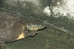 Lissemys punctata