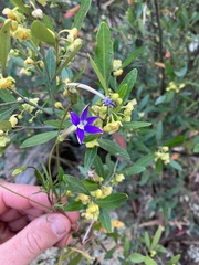 Lithotoma axillaris