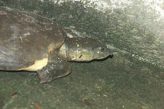 Lissemys punctata