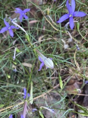Lithotoma axillaris