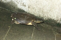 Lissemys punctata