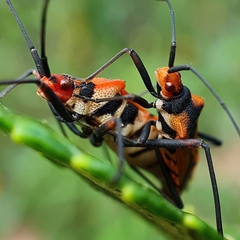 Aulacosternum nigrorubrum