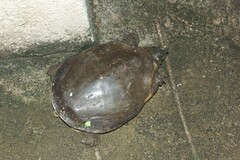 Lissemys punctata