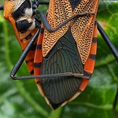 Aulacosternum nigrorubrum