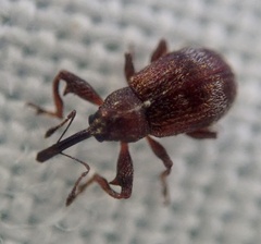 Anthonomus bituberculatus