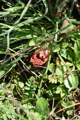 Colus hirudinosus