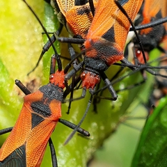 Aulacosternum nigrorubrum