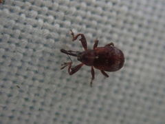 Anthonomus bituberculatus