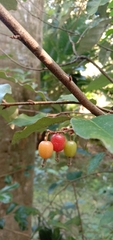 Elaeagnus thunbergii