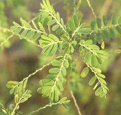 Phyllanthus amarus