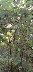 Elaeagnus thunbergii