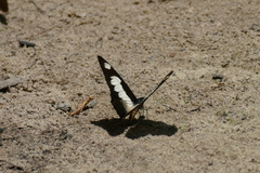 Graphium auriger