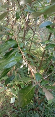 Elaeagnus thunbergii