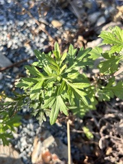 Artemisia argyi