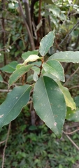 Elaeagnus thunbergii